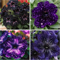500+ Petunia Seeds for Planting - Dwarf Wave Petunia Flower Seeds for Planting Home Garden Non-GMO Heirloom Flower