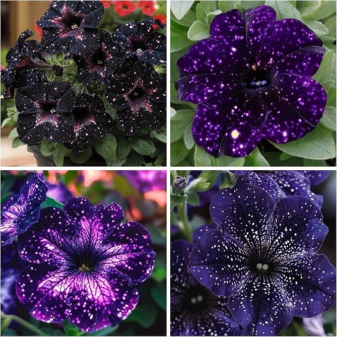 500+ Petunia Seeds for Planting - Dwarf Wave Petunia Flower Seeds for Planting Home Garden Non-GMO Heirloom Flower