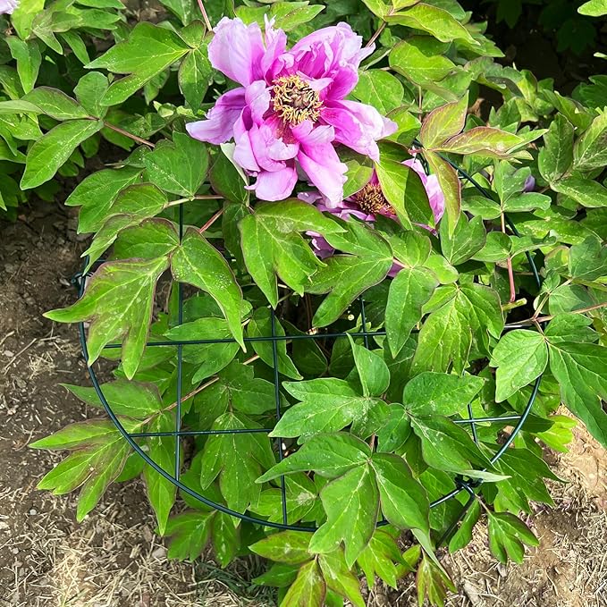 3 Pack Peony Cages and Supports 16 x 24 Inch Grow Through Plant Support Peony Support Ring for Outdoor Plants