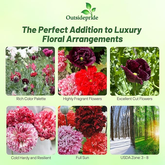 Outsidepride Peony Antique Poppy Seeds for Planting - 5,000 Pcs Annual, Drought-Tolerant & Easy to Grow Wildflower Seeds with Vibrant Mix Blooms for Landscaping, & Pollinator Garden