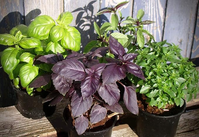 Seeds Basil Mix (Red, Green, Purple, Genovese, Corsican, Lemon, Lime) Indoor Sweet Heirloom Herbs Non GMO