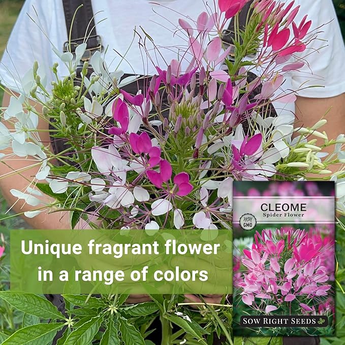 Sow Right Seeds - Spider Blend Cleome Seeds for Planting Outdoors - Non-GMO Heirloom Variety - Easy and Fast to Grow - Annual Flower for Vibrant Gardens - Ideal for Butterfly Attracting (2)