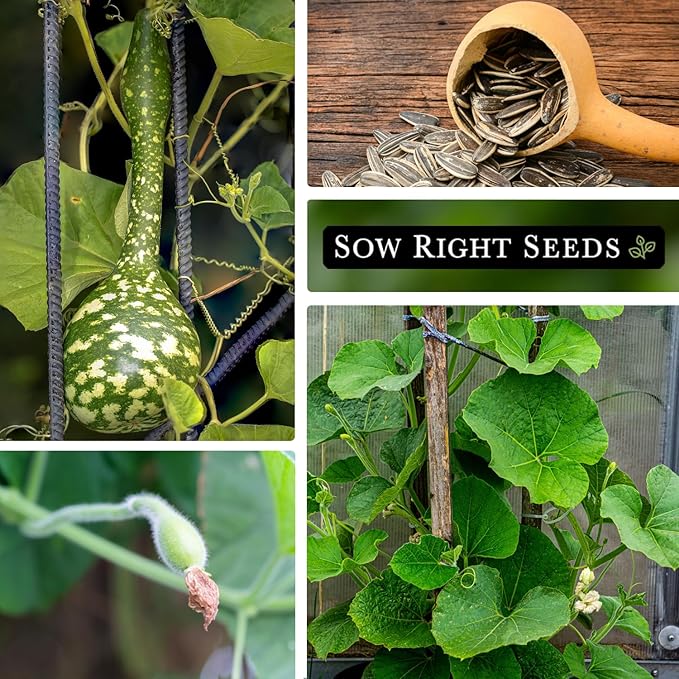 Sow Right Seeds - Dipper Gourd Seeds for Planting - Non-GMO Heirloom Packet with Instructions to Plant and Grow an Outdoor Home Vegetable Garden - Ornamental Craft Gourd - Rare & Unique (3)