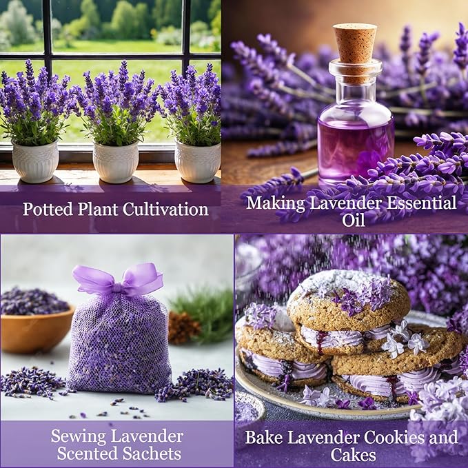 9500pcs Lavender Perennial Flower Seeds for Planting, Non-GMO Heirloom Purple Lavender Perennial Wildflower Plant Seeds, Open Pollinated Beauty Home Garden Flowers in Outdoors Indoors
