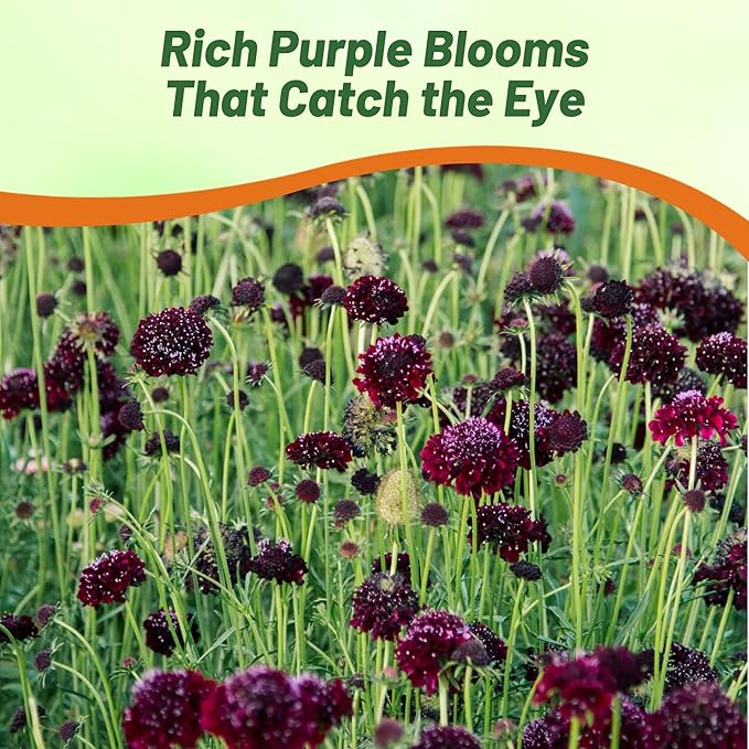 Outsidepride Double Purple Scabiosa Seeds - 200 Pcs Perennial Pincushion Flower Seeds That Attract Pollinators, Upright & Neat Growth Habit for Small Gardens, Borders, Containers, & Xeriscaping