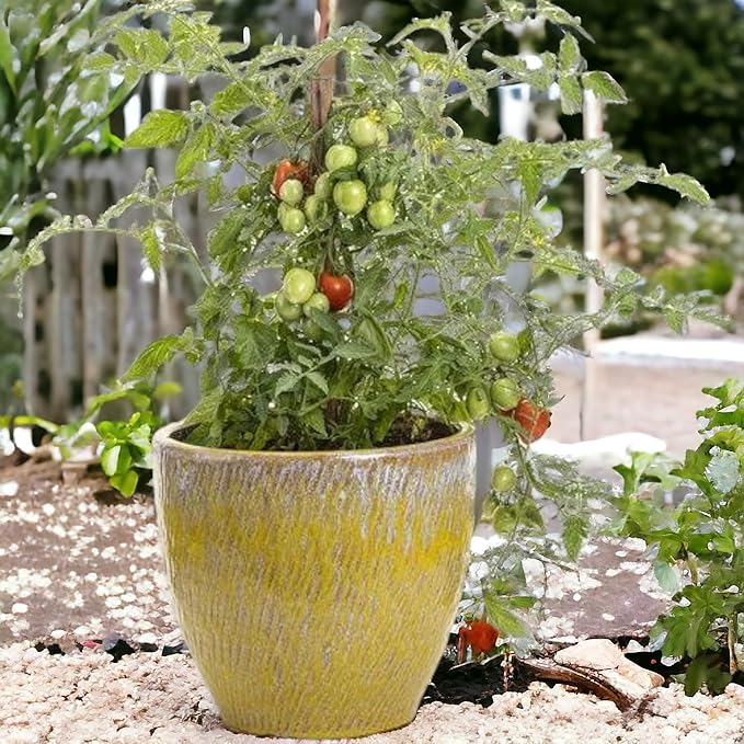200pcs Tomato Cherry Pink Grape Seeds - Heirloom, Non-GMO Seeds - Planting Instructions Included - Ideal for Home Vegetable Gardens, Excellent Gardening Gift (Cherry Pink Grape Tomato Seeds)