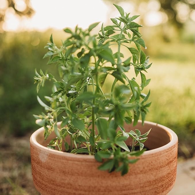 Fino Verde Italian Basil - 250 Seeds - Rare & Flavorful Heirloom Herb Variety, Great for Containers, Non-GMO Heirloom Basil Seeds for Planting in The Home Garden, Thresh Seed Company