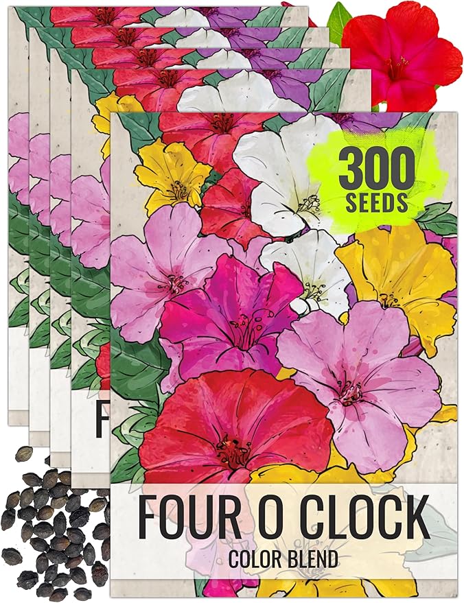 Seed Needs Four O Clock Seeds for Planting Mixed Flowers - Heirloom & Open Pollinated Annual Wildflowers to Attract Butterflies to a Butterfly Garden (5 Packs)