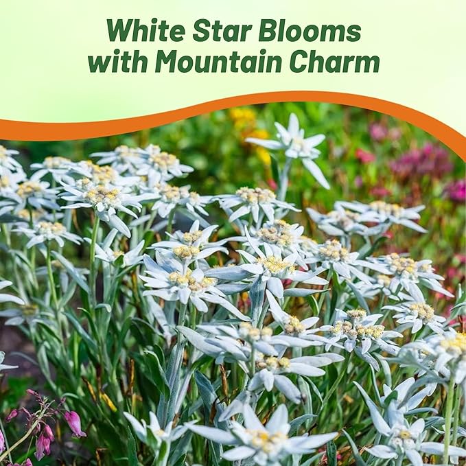 Outsidepride Edelweiss Seeds - 10000 Pcs. Perennial, Drought-Tolerant & Easy to Grow, Ground Cover Seeds for Planting Silvery Foliage & Clustered Wooly White Blooms for Xeriscaping & Versatile Uses