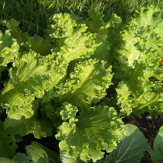 Southern Giant Curled Mustard Green Seeds 100 Count, COOL BEANS N SPROUTS Brand. Heirloom. Non-GMO. Home Gardening.