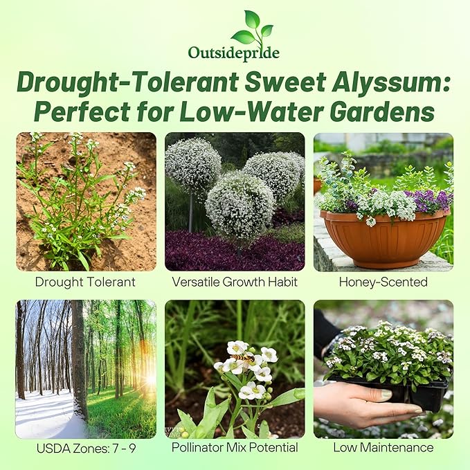 Outsidepride Perennial Sweet Alyssum Seeds - 5,000 Pieces White Lobularia Maritima Seeds for Ground Cover, Pollinator-Friendly Gardens, Drought-Tolerant Landscaping, Easy-to-Grow in USDA Zones 7-9