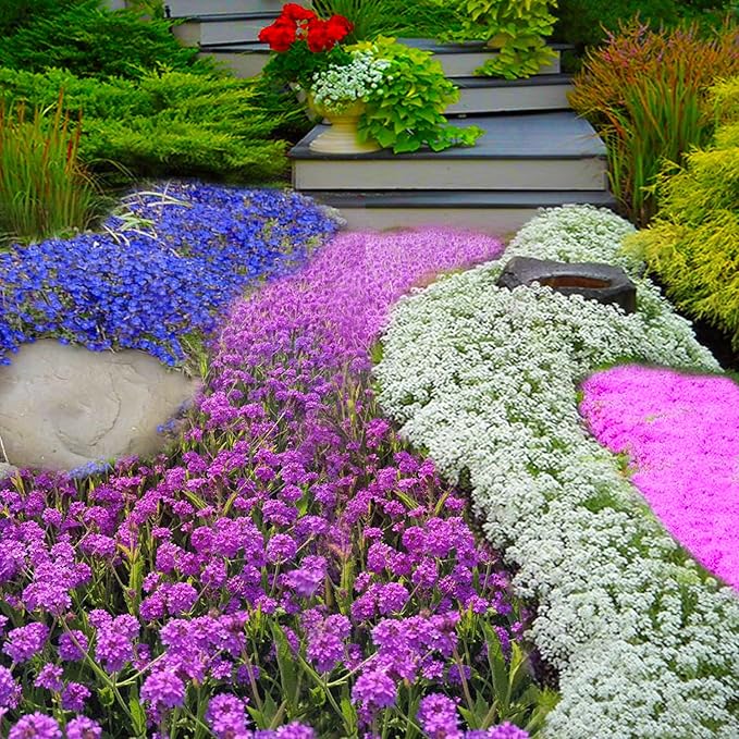 Ground Cover Plant Seeds Collection - 31,000+ Seeds Mix of Creeping Thyme, Alyssum, Purple Rockcress, Moss Verbena - 4 Varieties Pack for Landscaping Ground Cover