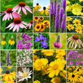 Willard & May Midwest All Perennial Wildflower Seed Mix, 125,000+ Bulk Flower Seeds, 18 Varieties, Pollinator Friendly, Full Sun, Easy Direct Sow, Bulk Flower Seeds Plant in Spring or Fall (1/4 Pound)
