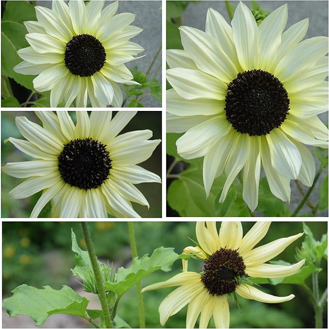 Seed Needs Sunflower Seeds for Planting Italian White Sunflowers - Heirloom & Open Pollinated Flower Seed to Plant Pale Yellow Flowering Plants in a Butterfly Garden (5 Packs)