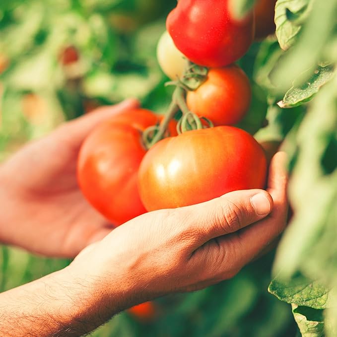 The Old Farmer's Almanac Heirloom Oregon Spring Tomato Seeds - Non-GMO, Open Pollinated (1 Packet - 500 MG - Approx 150 Seeds)