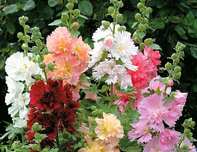 Hollyhock Majorette Mix Seeds – Alcea Rosea | Annual/Biennial | Compact, Double Blooms for Borders & Containers