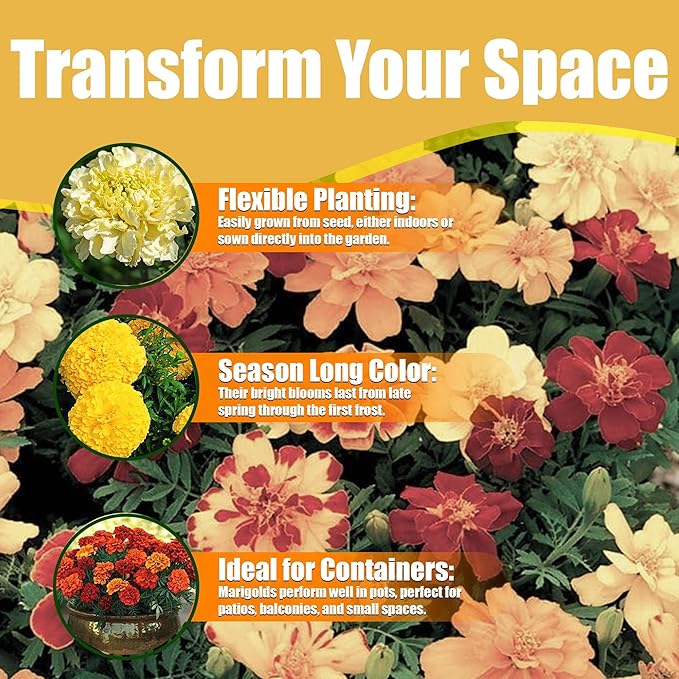 Park Seed Linnaeus Burning Embers Marigold Seeds – Heirloom French Variety with Orange-Red and Gold Blooms, Pollinator-Friendly, Compact and Vigorous Annual for Beds or Containers – Pack of 25