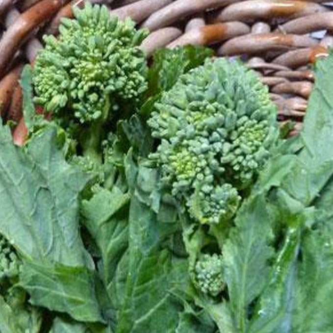 Spring Raab Rapini Broccoli - 1/4 LB ~36,000 Seeds - Heirloom, Open Pollinated, Non-GMO, Farm & Vegetable Gardening & Micro Greens Seeds - AKA: Asparago