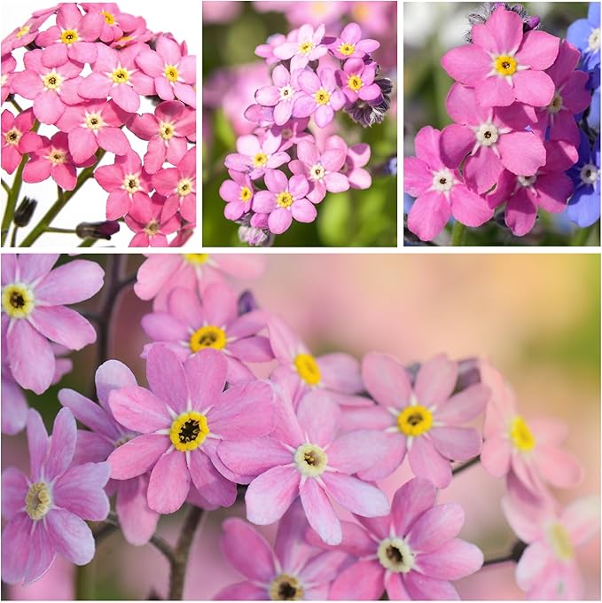 Seed Needs Rose Forget Me Not Seeds for Planting Myosotis Flowers - Heirloom & Open Pollinated Wildflowers to Plant an Outdoor Butterfly Garden to Attract Pollinators (5 Packs)