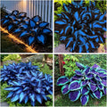 285+ Hostas Seeds Dark Blue for Planting-Hostas Seeds Blue Perennials- Rare Hosta Seed Midnight Blue Plants Non-GMO Heirloom for Outside Garden Home