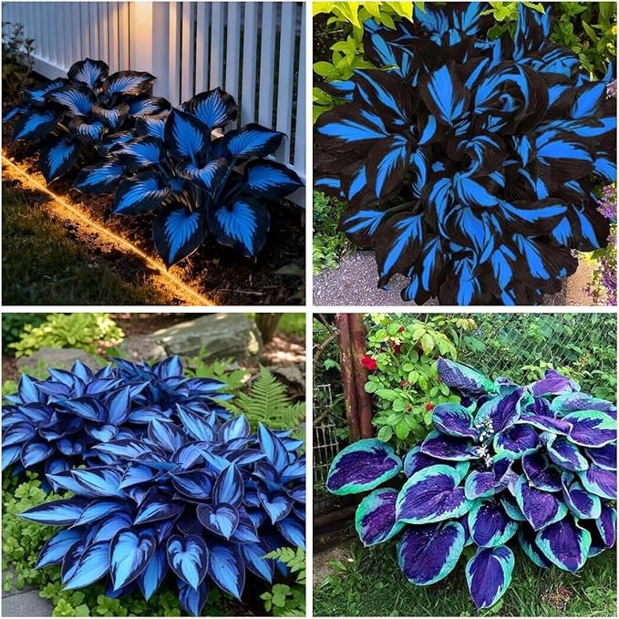 285+ Hostas Seeds Dark Blue for Planting-Hostas Seeds Blue Perennials- Rare Hosta Seed Midnight Blue Plants Non-GMO Heirloom for Outside Garden Home