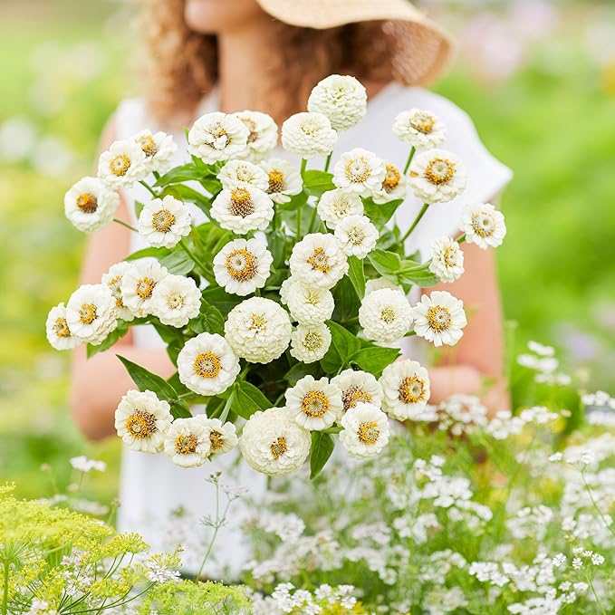 Eden Brothers Zinnia Seeds - Lilliput White, Non-GMO Seeds for Planting, 1 oz | Low-Maintenance Flower Seeds, Plant During Spring, Zones 3, 4, 5, 6, 7, 8, 9, 10