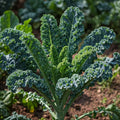 Seeds In A Cup - Plant Growing Kit-: Vegetable and Herb Growing Kit (Kale)