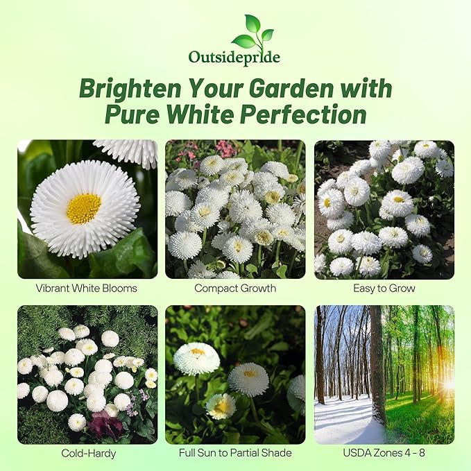 Outsidepride White Bellis English Daisy Seeds for Planting - 5000 Pcs Biennial, Self-Seeding, Compact Flower Seeds with Button-Like Blooms, Ideal for Container Arrangements, Beds & Garden Borders