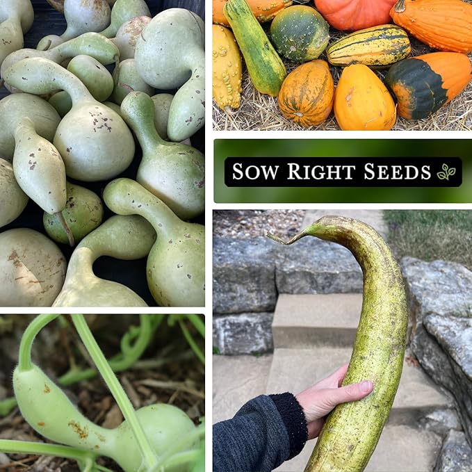Sow Right Seeds - Gourd Seed Collection for Planting - Packets of Decorative, Luffa, Dipper & Bottle Gourds - Grow Your Own Crafts, Home Decor & More - Non-GMO Heirloom Packets with Instructions