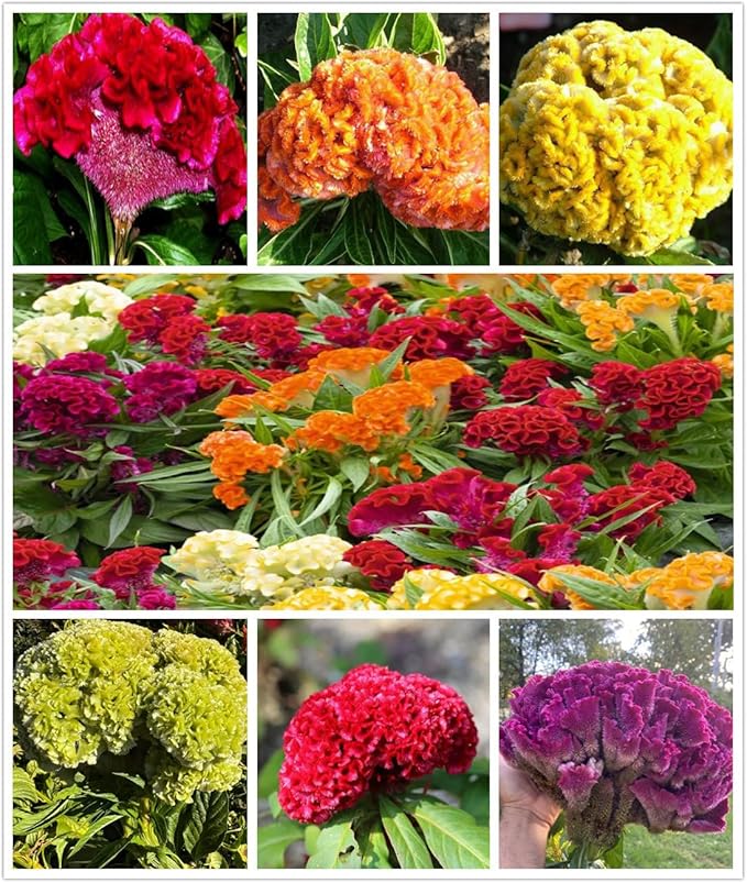 100PCS Cristata Celosia Seeds Mixed Color Annual Cockscomb Seeds Argentea Flower Home Garden