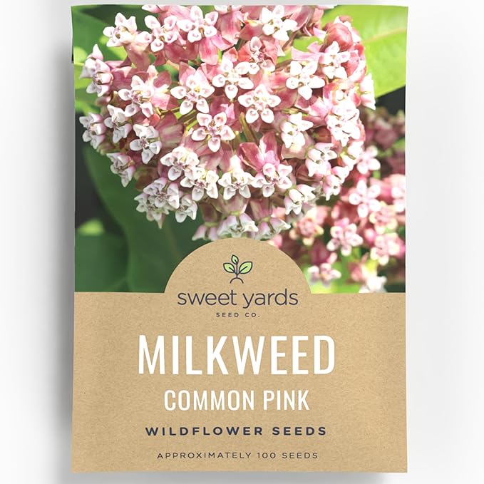 Common Pink Milkweed - Large 600mg Envelope - 100 Flower Seeds for Planting - Asclepias syriaca