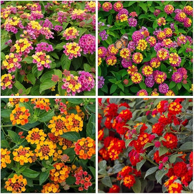 300+ Lantana Flower Seeds – Colorful Perennial Mix, Attracts Butterflies & Hummingbirds, Drought & Heat Tolerant, Long-Blooming Garden Flowers for Outdoor Planting