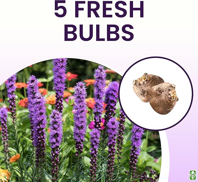 Purple Blazing Star - 5 Fresh Bulbs - Liatris Spicata Flower Bulb - Perennial Gayfeather Plant for Planting Outdoor - Perfect for Borders and Landscapes - Largest Size Corms
