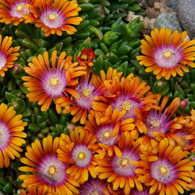6000+ Mix Ice Plant Seeds for Planting - Non GMO & Heirloom Carpet Ground Cover Flower Seeds Garden Outdoor
