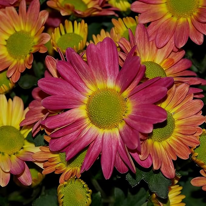Mixrug Mix Blanket Flower Seeds for Planting, 300pcs Blanket Gaillardia Perennial Flower Seeds Non-GMO Heirloom Rare Plants, Beauty Home Garden for Outdoors