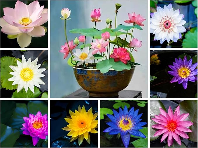 15pcs Mixed Lotus Seeds – Colorful Bowl Lotus & Water Lily Flower Seeds for Planting | Aquatic Plants for Ponds, Indoor Bonsai, Outdoor Water Gardens, Patio Decor