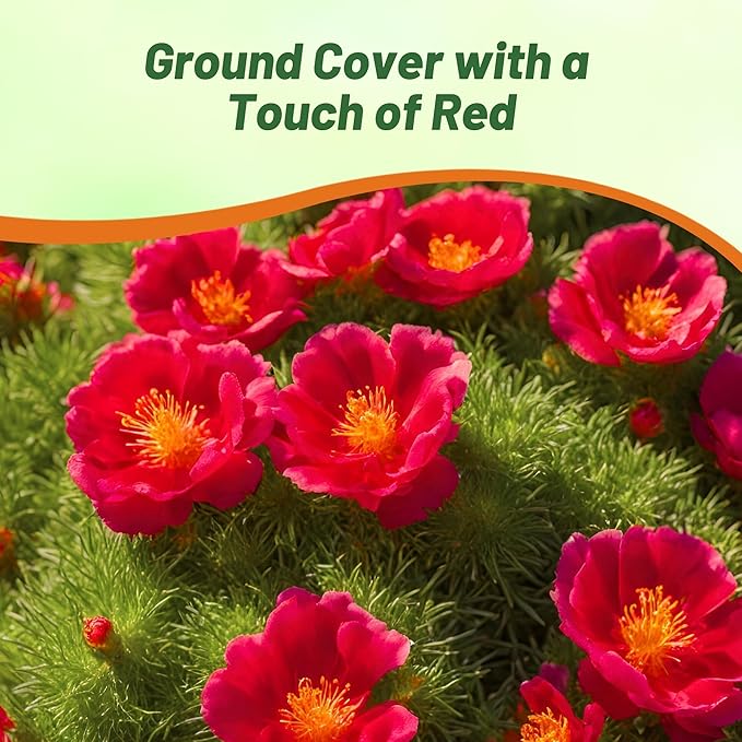 Outsidepride Red Moss Rose Seeds - 10000 Pcs Annual, Drought & Heat Tolerant, Pollinator Friendly Ground Cover Seeds for Planting w/Vibrant Blooms & Succulent Foliage, Ideal for Xeriscaping