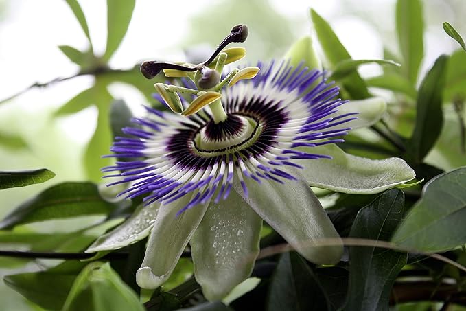 Seeds Passionflower Purple Beautiful Exotic Flower Perennial Outdoor Garden Cut Flowers for Planting Non GMO