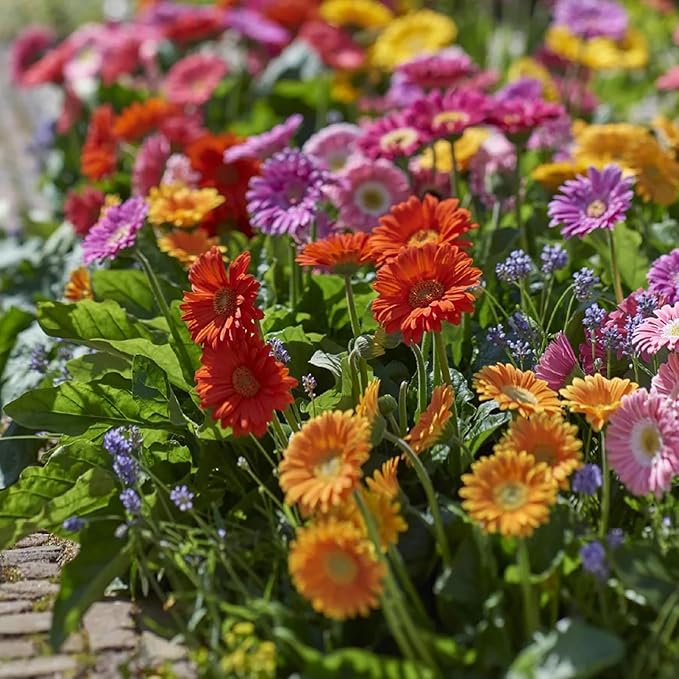Mixrug Gerbera Daisy Seeds for Planting, 500+pcs Perennial Rare Gerbera Daisy Flower Seeds Plants, Non-GMO Heirloom Landscape Hardy Home Garden Blooms Flowers for Outdoors