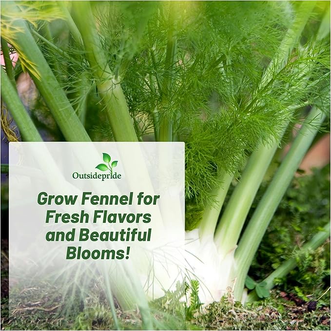 Outsidepride 1 oz. Annual Foeniculum Vulgare Fennel Herb Garden Seeds for Planting