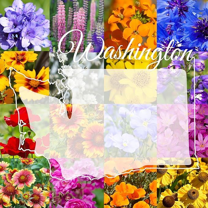 Eastern Washington Wildflower Seed Mix, 1 lb Covers 3,200 sq ft, Multi-Color Blooms, Spring and Fall Planting (1/2 Pound)