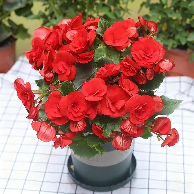 100+ Begonia Flower Seeds for Planting, Perennial Mixed Color Begonia Seed, Non-GMO Heirloom Begonia Flower Seeds for Bonsai Decoration, Home Garden