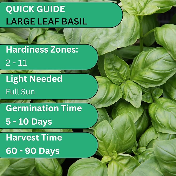 Woods Creek Seeds: Italian Large Leaf Basil Seeds for Planting - Over 2,900 Heirloom Non-GMO Italian Basil Seeds - Beginner Friendly Seed for Planting Herbs at Home, Outdoors, Indoors or Hydroponics
