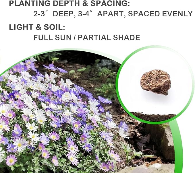 Amazing Deal! Anemone Blanda “Fireworks” Bulbs – Colorful Perennial Flowers | Shade-Loving Windflowers in Purple, White, Pink & Blue | Attracts Butterflies & Bees | Zones 3–8 (15 Bulbs)