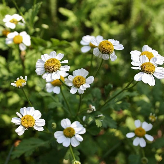 Feverfew Herb 0.25 Oz Seeds – Perennial Medicinal Plant for Tea & Pollinators – Non-GMO, Heirloom – Daisy-Like Flowers – Easy to Grow in Garden Beds or Containers – Zones 4-9