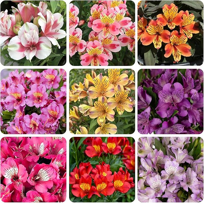 25+ Mixed Alstroemeria Seeds for Planting -Perennial Peruvian Llily Seed for Home Garden Garden