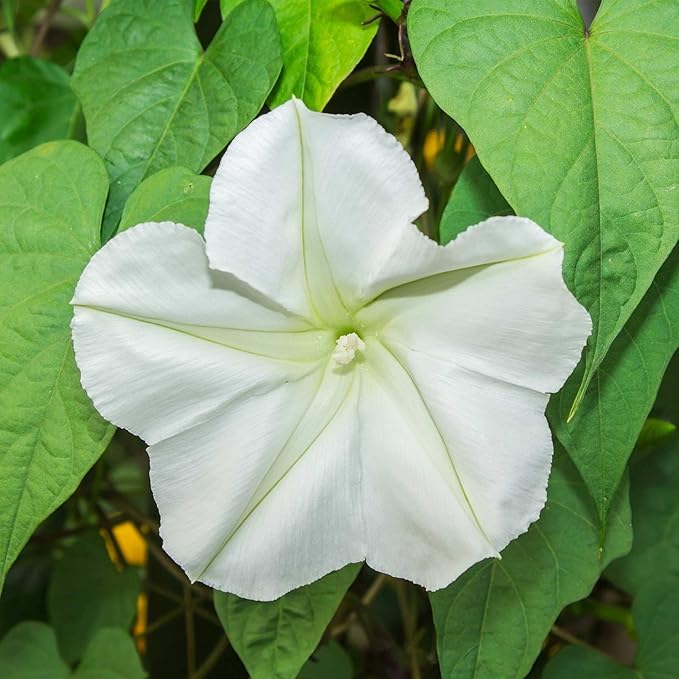 Tall Night Flowering Moonflower Seeds (1 Lb)