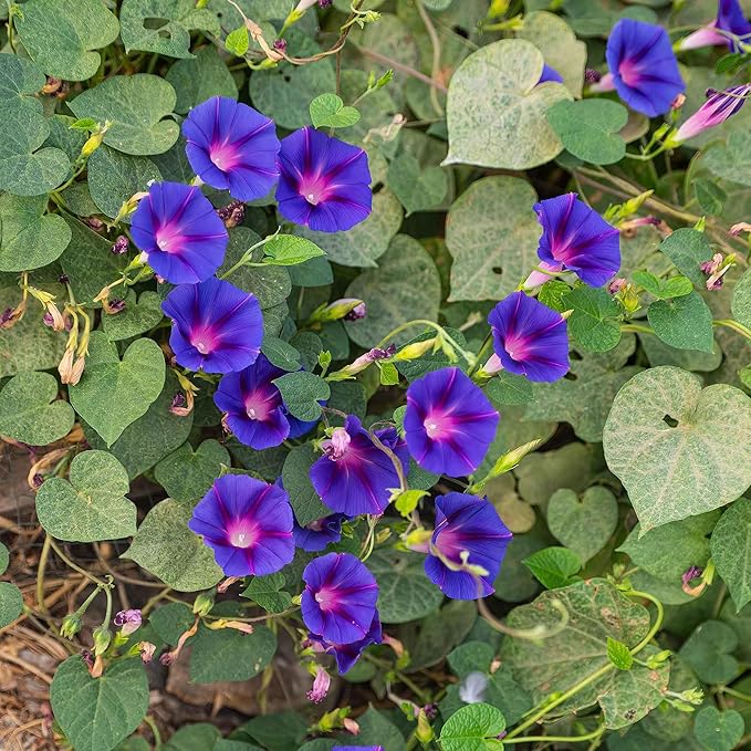 Eden Brothers Morning Glory Seeds - Knowlians Black, Non-GMO Seeds for Planting, Packet | Low-Maintenance Flower Seeds, Plant During Spring, Zones 1, 2, 3, 4, 5, 6, 7, 8, 9, 10