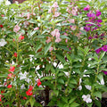 Mixed Colors Balsam Flower Seeds (1 Oz)