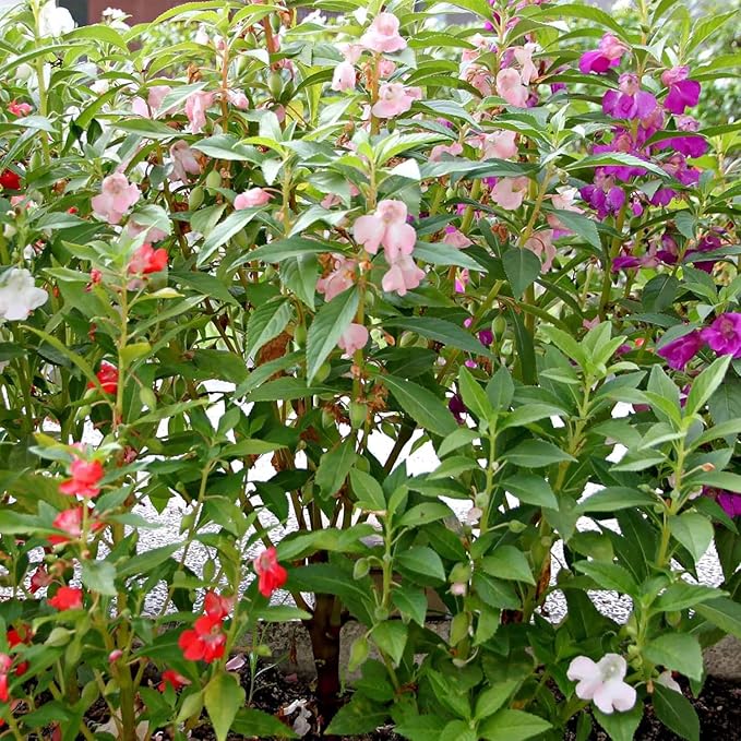 Mixed Colors Balsam Flower Seeds (1 Oz)